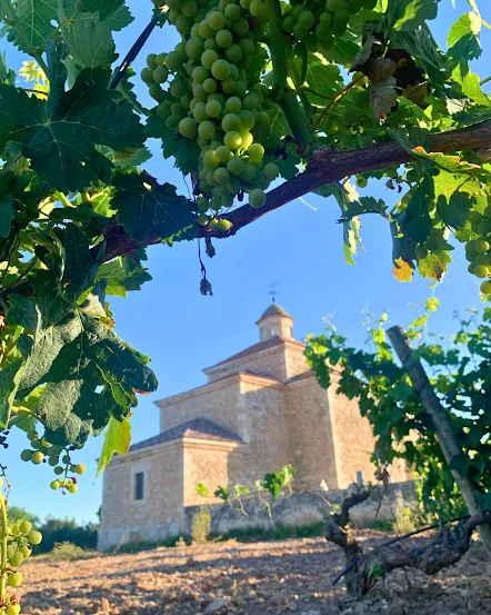 Bodegas Federico y Bodegas Vallarín en Pesquera de Duero, Valladolid — Bodega in Pesquera de Duero