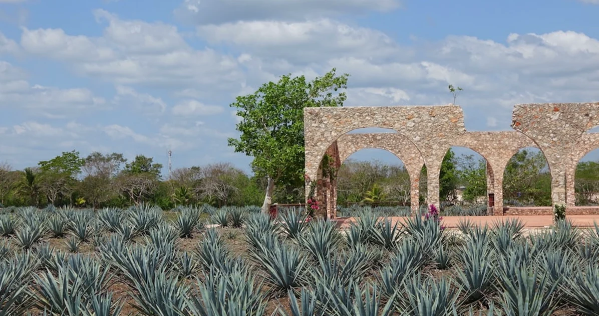 Book a Valladolid winery only after checking transport