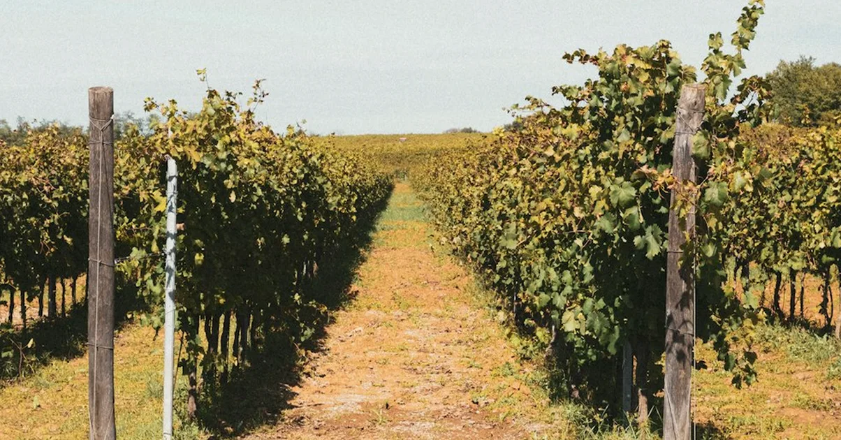 Booking Huesca wine tours? Don't overlook the drive