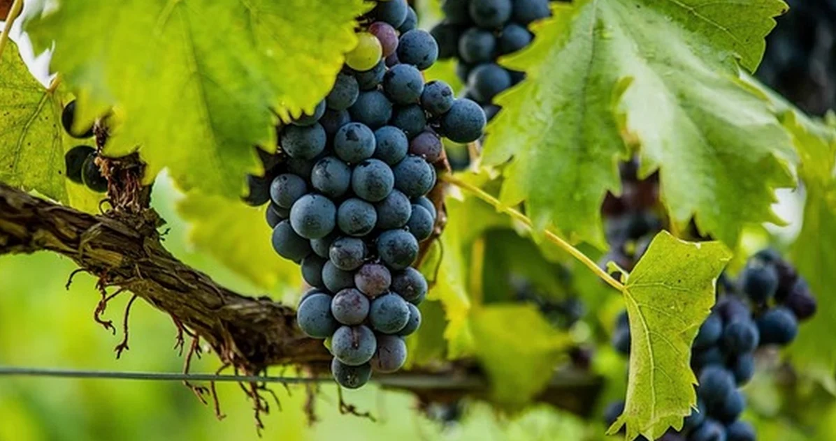 Don't Book Valladolid Wineries Before Checking Distance