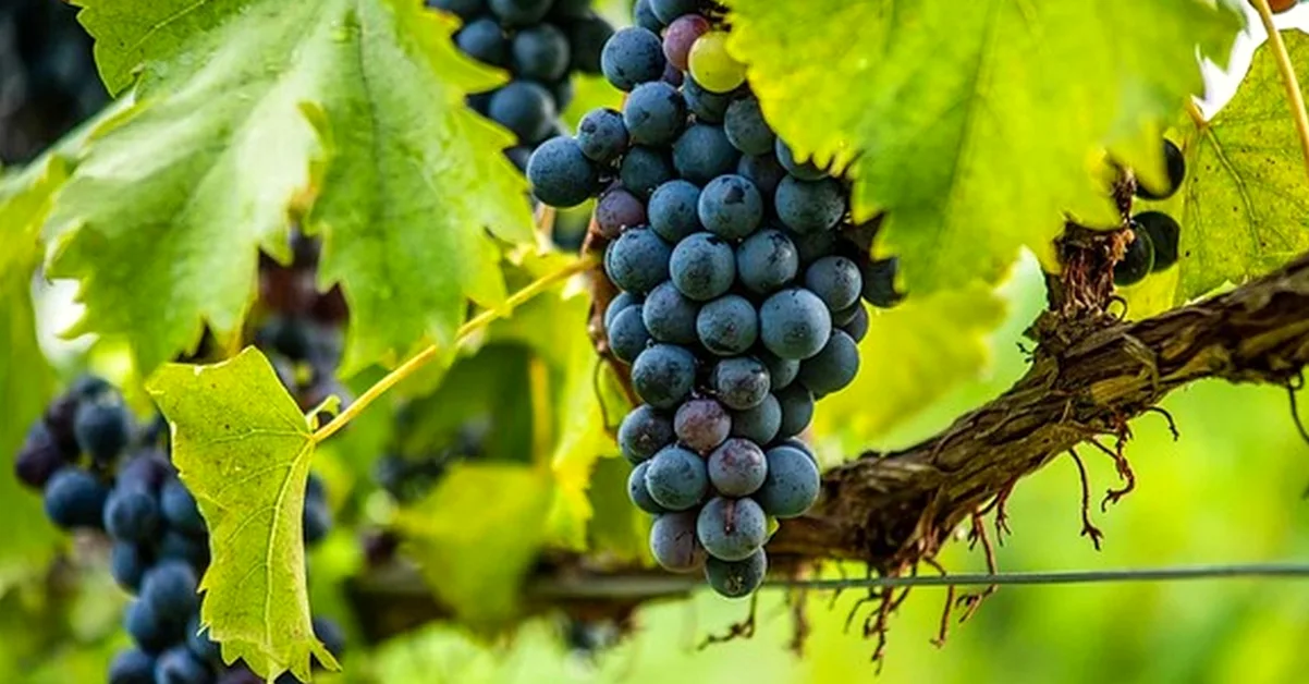 Don't mistake a Seville tasting for a winery visit