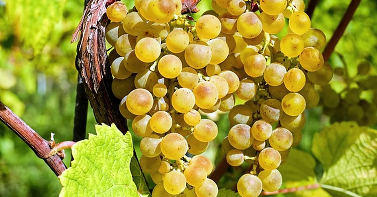 Don't mistake sunburn for vineyard disease