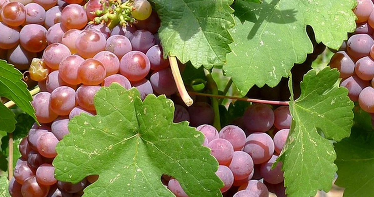 Driving after tastings can ruin Tarragona winery visits