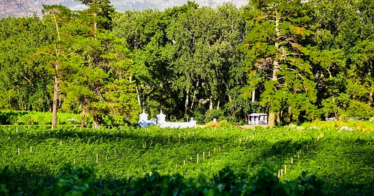 Many wineries near Valencia are an hour from the city