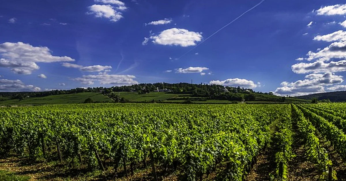 Match Spain's best wine regions to your taste and budget