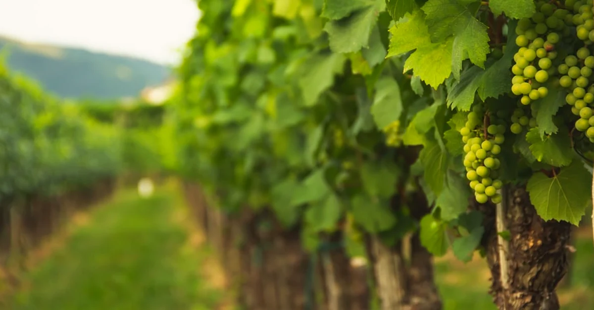 See how precision vineyard tech improves Spanish wine