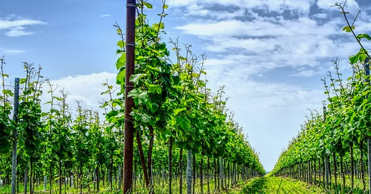 Winemakers reveal why nearby Spanish wines differ
